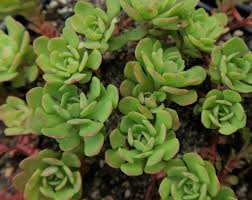 Green Cliff Stonecrop for Planting - Easy to Grow, Heirloom & GMO Free Seeds for Home Garden