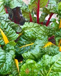 Swiss Chard Vegetable Seeds - Easy Planting