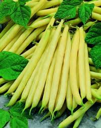 Heirloom Yellow Wax Bean Seeds for Planting  Grow Delicious Beans