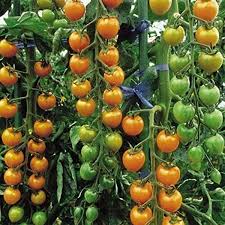 Sungold Tomato Planting Seeds - Grow Delicious Tomatoes