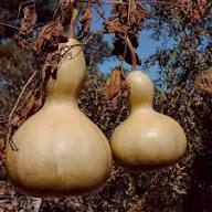 Brown Gourd Vegetable Seeds for Easy Planting