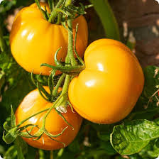Big Yellow Tomato Seeds for Home Planting