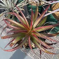 Hechtia Sp Tehuacan Flower seeds for Planting - Pollinator Friendly, Heirloom & GMO Free Seeds for Home Garden