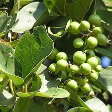 Green Aegle Marmelos Seeds for Planting