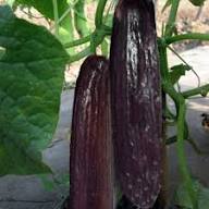 Black Cucumber Vegetable Planting Seeds  Perfect for Your Garden