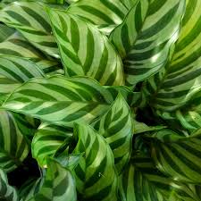 Green Calathea Flower seeds for Planting - Low Maintenance, Heirloom & GMO Free Seeds for Home Garden