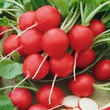 Cherry Belle Radish Planting Seeds