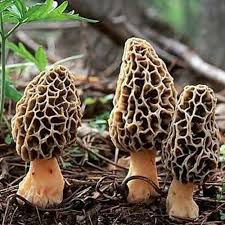 Morchella Esculenta Mushroom Seeds for Planting