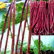 Maroon Yardlong Bean Seeds for Planting