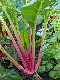 Pink Plume Celery Vegetable Seeds for Planting