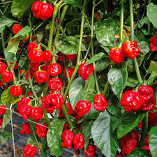 Hurt Berry Pepper Seeds for Planting