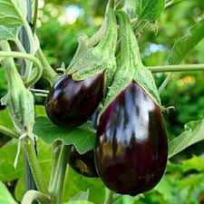SAFLAX Eggplant Seeds for Easy Planting  Grow Your Own Vegetables