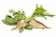 Cream Sugar Beet Seeds for Home Garden Planting