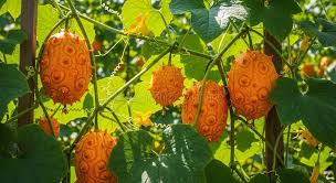 Orange Kiwano Seeds for Planting