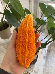 Orange Bitter Gourd Vegetable Planting Seeds for Your Garden