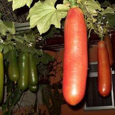 Sicana Odorifera Seeds for Planting  Grow This Unique Vegetable