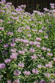 Lemon Bergamot Herb Seeds for Easy Planting