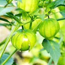 Green Tomatillo Seeds for Your Garden