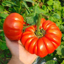 Giant Tomato Vegetable Planting Seeds
