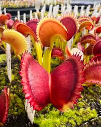 Red Catching Plant or Venus Fly Trap Insectivorous for Planting - Seasonal Bloomer, Heirloom & GMO Free Seeds for Home Garden