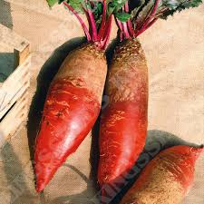 Red Mammoth Beet Vegetable Seeds for Easy Planting
