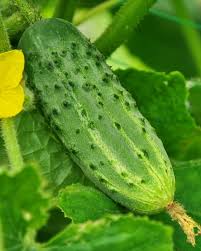 Octopus Cucumber Vegetable Seeds for Planting