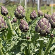 Purple Artichoke Vegetable Seeds for Planting