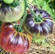 Yellow Black Tomato Seeds for Planting