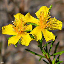 Herbal Garden Seeds, St. John's Wort Planting Seeds