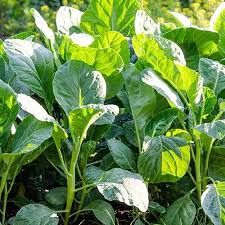 Green Kai-LAN Seeds for Home Planting