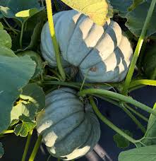 Gray Zapallo Plomo Vegetable Planting Seeds