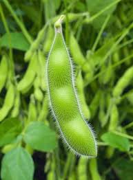 Brown Soybean Planting Seeds for Vegetable Gardening