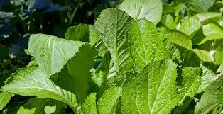Heirloom Mustard Vegetable Seeds for Planting