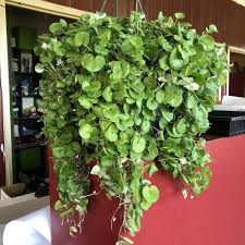Emerald Falls Dichondra House Flower seeds for Planting - Fragrant Blossoms, Heirloom & GMO Free Seeds for Home Garden