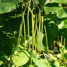 Green Catalpa Bignonioides Seeds for Planting