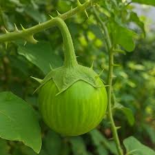 Thai Eggplant Seeds for Planting - Cultivate Flavorful and Versatile Vegetables in Your Garden