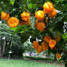 MOA Yellow Scotch Bonnet Pepper Seeds for Planting