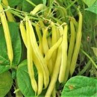 Yellow Bush Bean Seeds for Your Garden