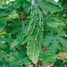 Karela Vegetable Seeds for Easy Planting at Home