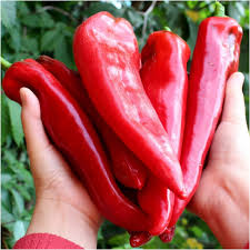 Sweet Hungarian Paprika Seeds for Planting | Flavorful Pepper Seeds for Your Garden