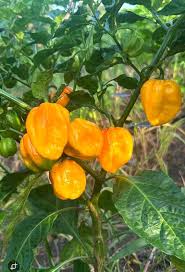 Yellow Reaper Seeds for Planting  Hot Pepper Vegetable