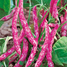 Pink & White Pinto Bean Seeds for Planting