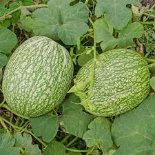 Chilacayote Fig Leaf Gourd Seeds for Easy Planting