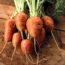 Oxheart Carrot Seeds for Vegetable Planting