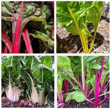 Rainbow Swiss Chard Seeds for Planting
