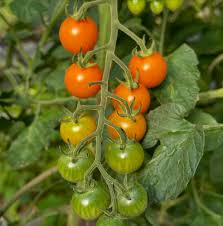 Sungold Tomato Planting Seeds - Grow Delicious Tomatoes