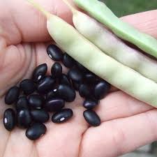 Black Turtle Bean Seeds for Planting  Premium Vegetable Seeds