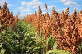 Brown Sorghum Seeds for Planting