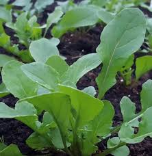 Rocket Plant Vegetable Seeds for Gardening & Planting