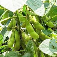 Brown Soybean Planting Seeds for Vegetable Gardening